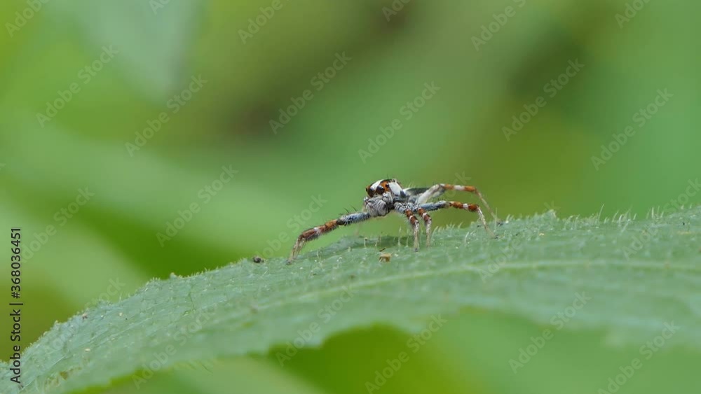 Jumping spider on green leaf in tropical rain forest. Jumping spider on green leaf in tropical rain forest.