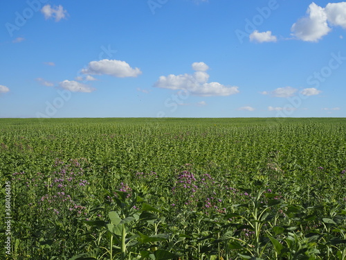 Green field and sky blue with white cloud