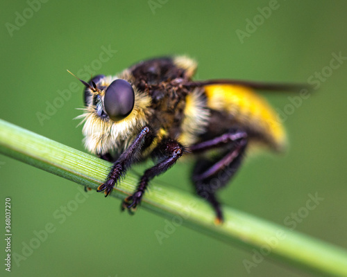 Mallophora fautrix  Robber Fly on a plant stalk along the Shadow Creek Ranch Nature Trail in Pearland, Texas! photo