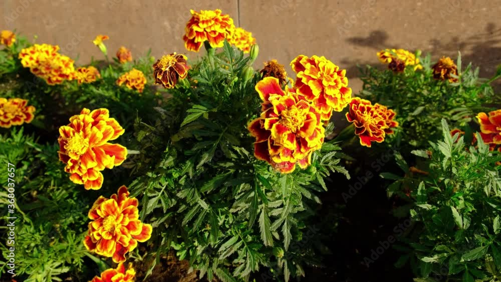 Kazan Russia July 2020.Summer. Orange marigolds sway in the wind Kazan Russia July 2020.Summer. Orange marigolds sway in the wind
