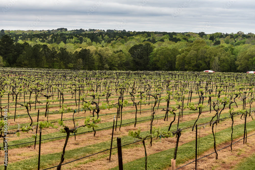 rows of vines