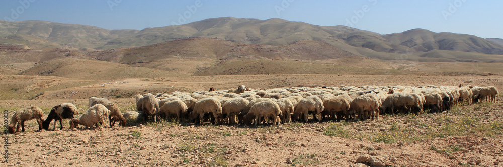 Jordan countryside sheep group