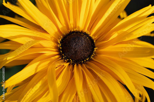 yellow flower closeup. rudbeckia flower