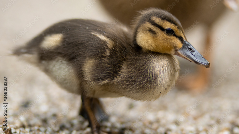 Baby duck poses for the camera. Baby duck poses for the camera.