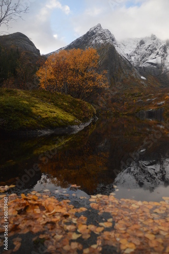 Autumn colors and reflections in the Norwegian fjords and mountains over Lofoten, Norway