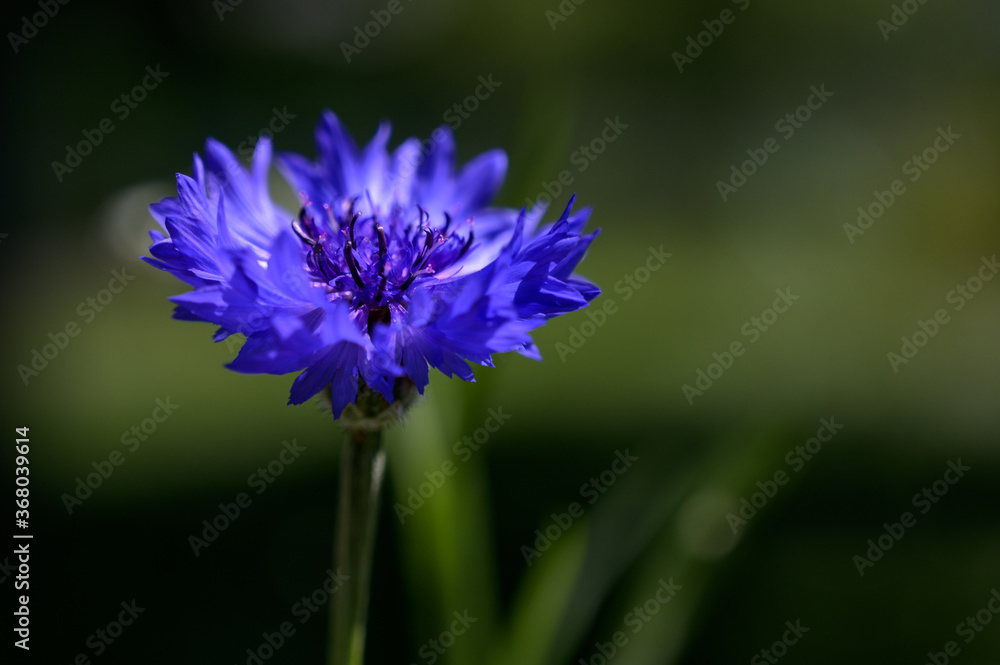 Kornblume Kornblume