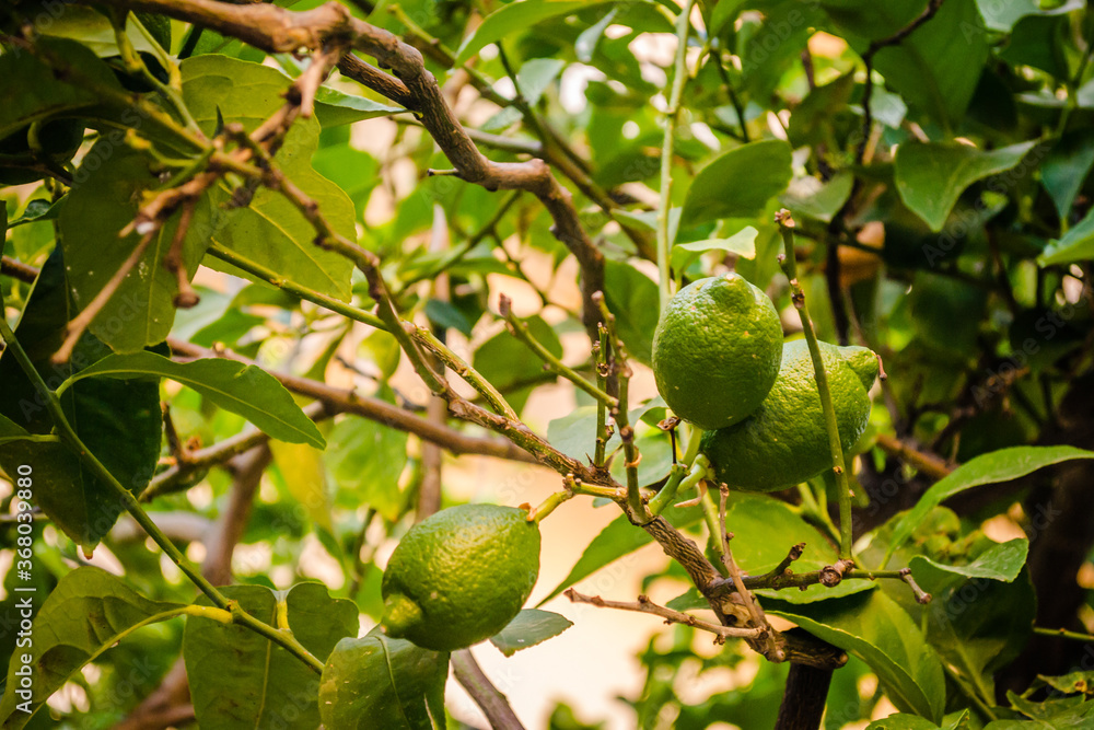Green, unripe lemon fruit on tree branches Green, unripe lemon fruit on tree branches