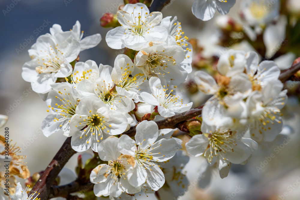 Obraz premium Kirschblüte