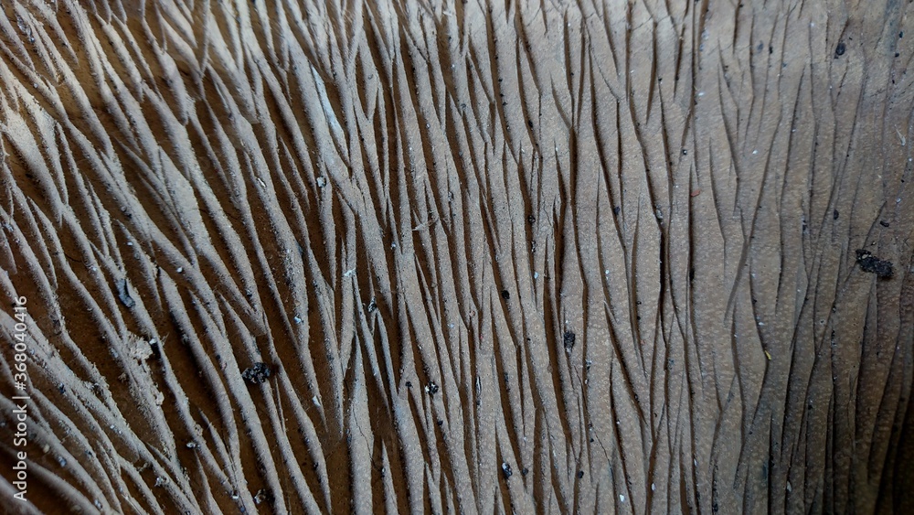 Wood texture with rough scratches with irregular streaks