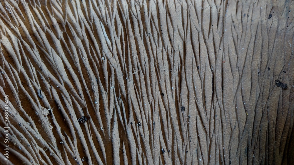 Wood texture with rough scratches with irregular streaks Wood texture with rough scratches with irregular streaks