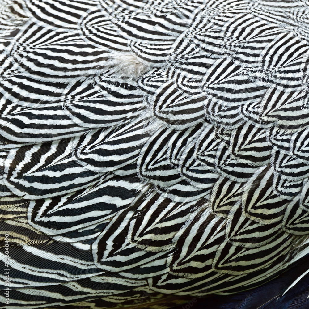 black and white texture of Lewis's Silver Pheasant wing
