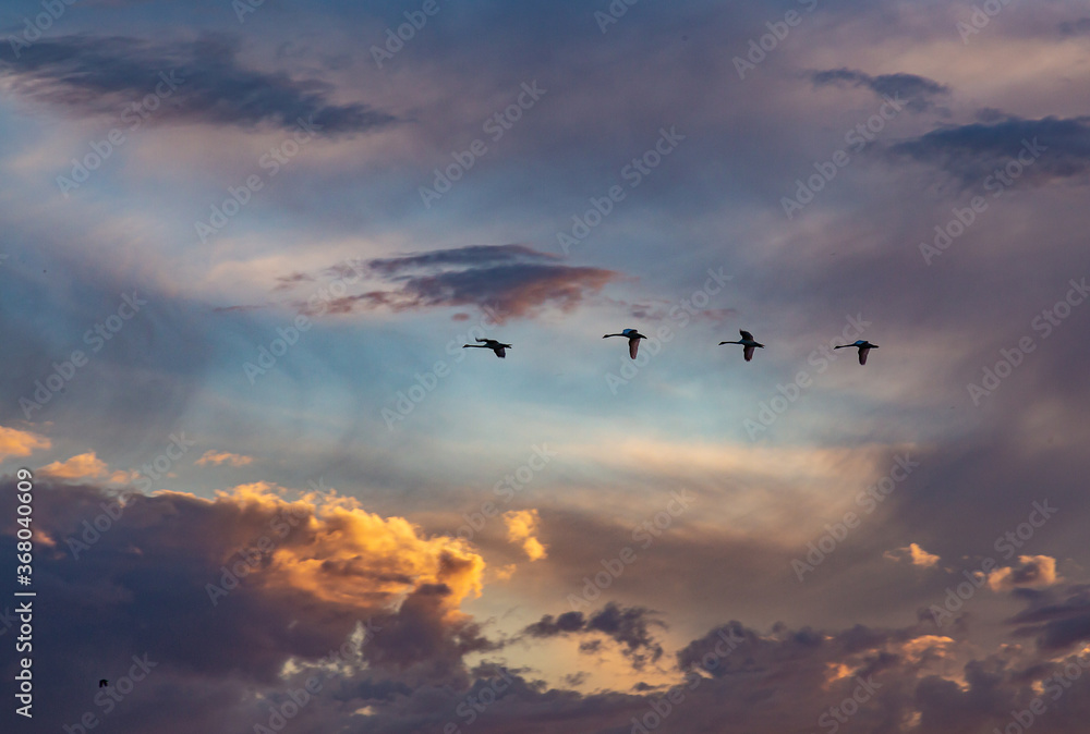 Fototapeta premium Swans flying in the cloudy sky