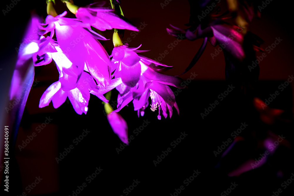 Beautiful red and pink blossoming Schlumbergera christmas cactus flower.