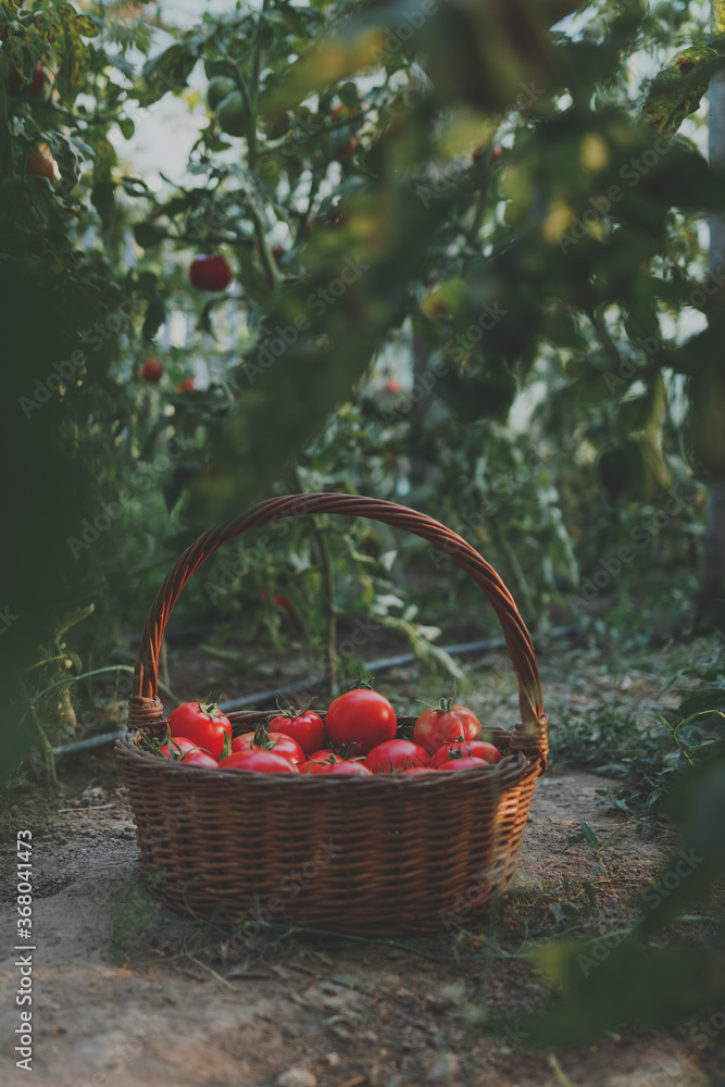Basket with red tomatoes in the greenhouse