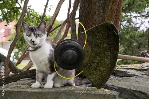 black and white cat playing with a string trimmer, safety during work