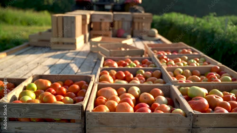 Slow motion trucking shot to the right of fresh picked tomatoes in crates on back of tractor’s trailer in morning sunlight. Slow motion trucking shot to the right of fresh picked tomatoes in crates on back of tractor’s trailer in morning sunlight.