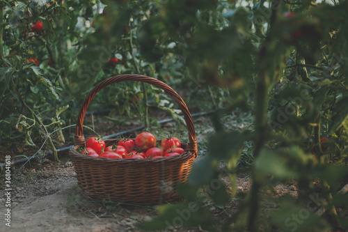 Basket with red tomatoes in the greenhouse