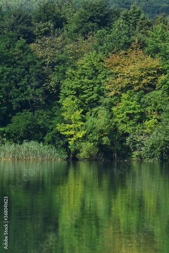 green forest reflected in the lake in summer © badescu