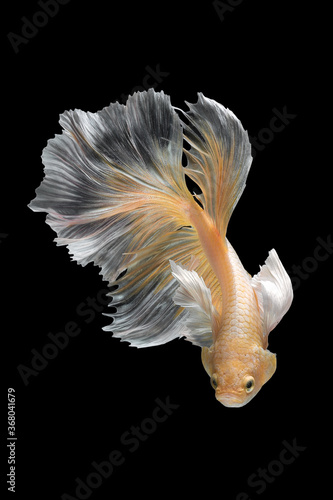 Close up art movement of Betta fish or Siamese fighting fish isolated on black background.Fine art design concept.
