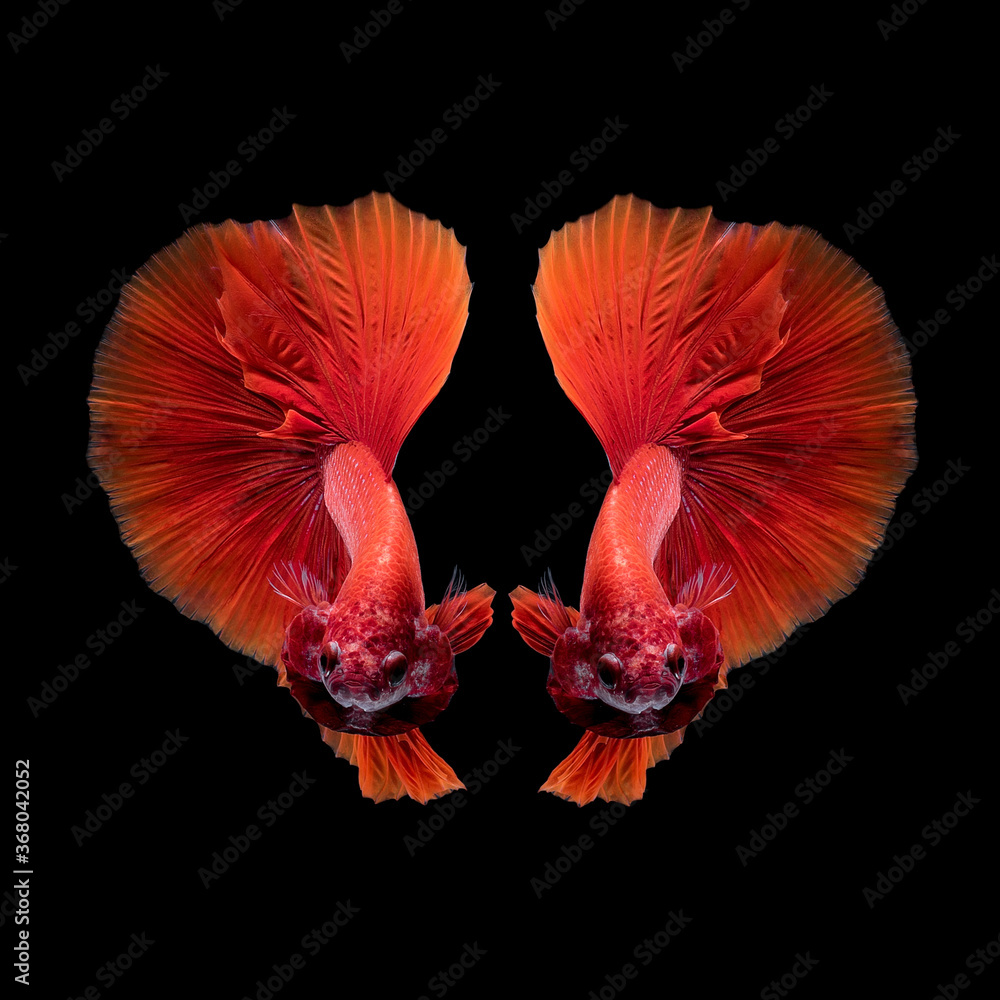 Close up art movement of Betta fish,Siamese fighting fish isolated on black background.Fine art design concept. Close up art movement of Betta fish,Siamese fighting fish isolated on black background.Fine art design concept.