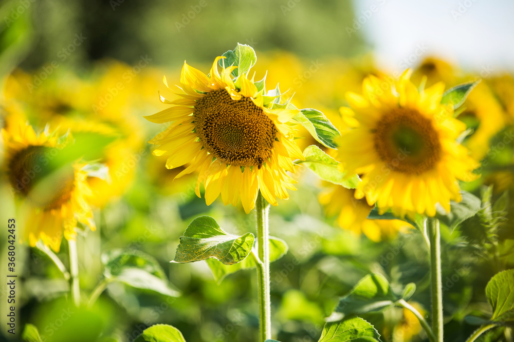  field with sunflowers