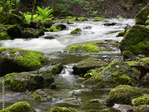 Stream in old forest
