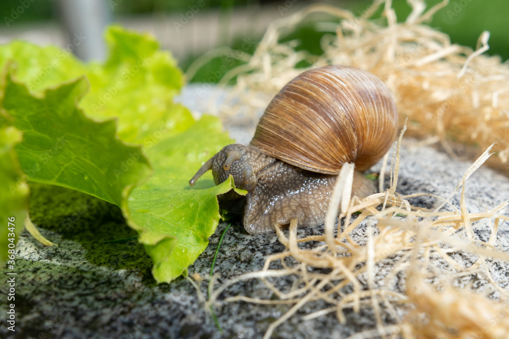 Macro close-up of a Burgundy snail biting into a lettuce leaf Macro close-up of a Burgundy snail biting into a lettuce leaf