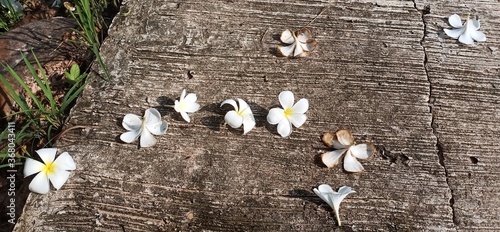 flowers in the snow