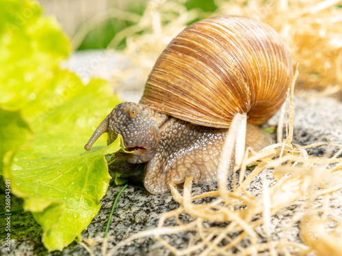 Macro close-up of a Burgundy snail pulling a lettuce leaf with her Radula into her mouth leaf into her mouth with the Radula and cutting it with its jaw.