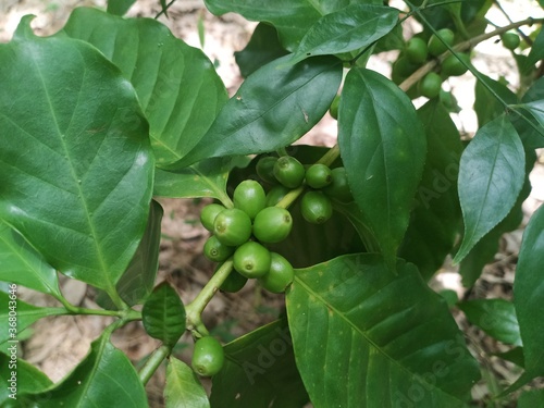young man picking coffee