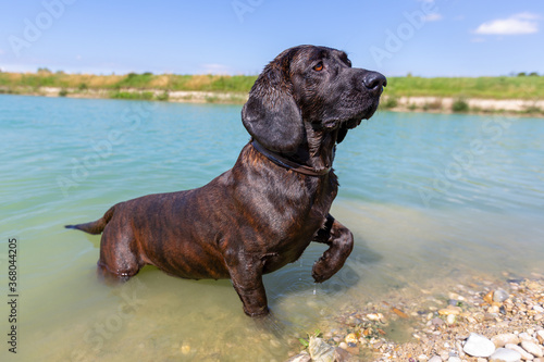 Fényképezés Portrait of a hanoverian hound at a lake