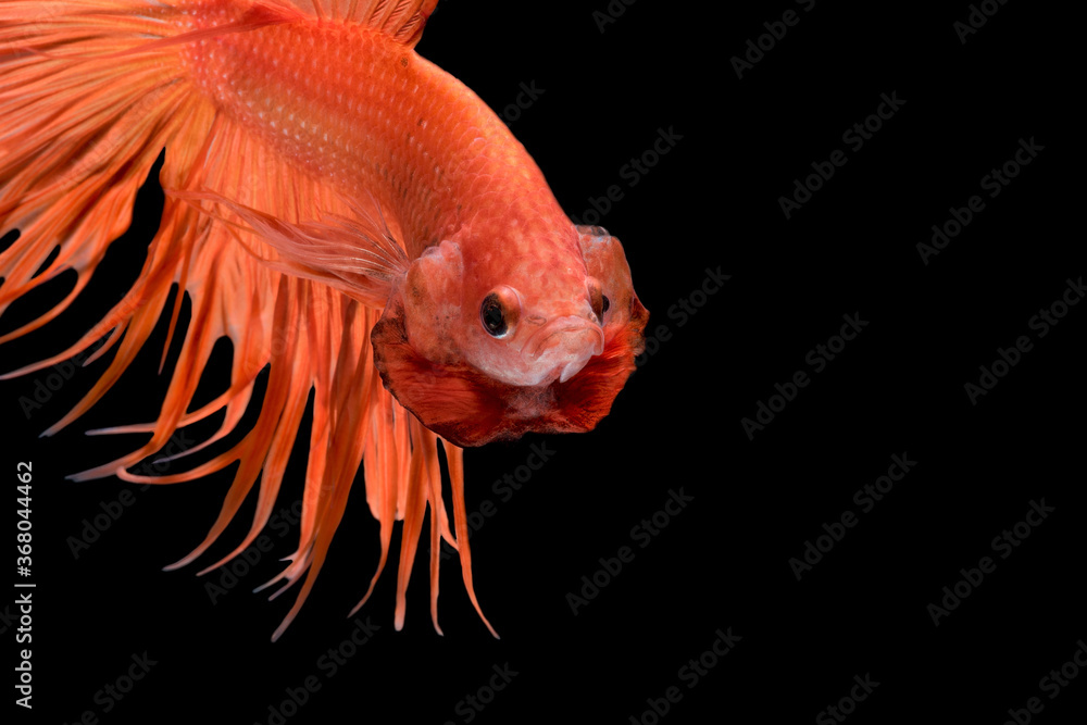 Fototapeta premium Abstract art movement of colourful Betta fish,Siamese fighting fish isolated on black background.Fine art design concept.