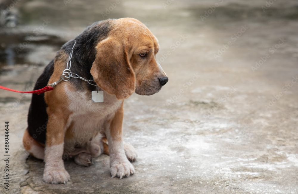 One adorable and old beagle dog is leashed outside the house alone in the morning showing his boring, feeling and waiting for his owner which blurred background with copy space are shown One adorable and old beagle dog is leashed outside the house alone in the morning showing his boring, feeling and waiting for his owner which blurred background with copy space are shown