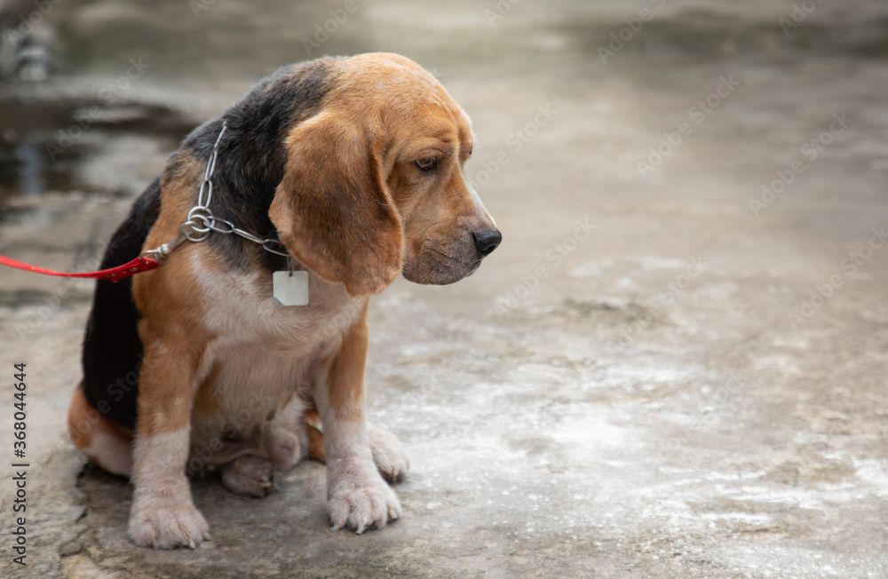 One adorable and old beagle dog is leashed outside the house alone in the morning showing his boring, feeling and waiting for his owner  which blurred background with copy space are shown