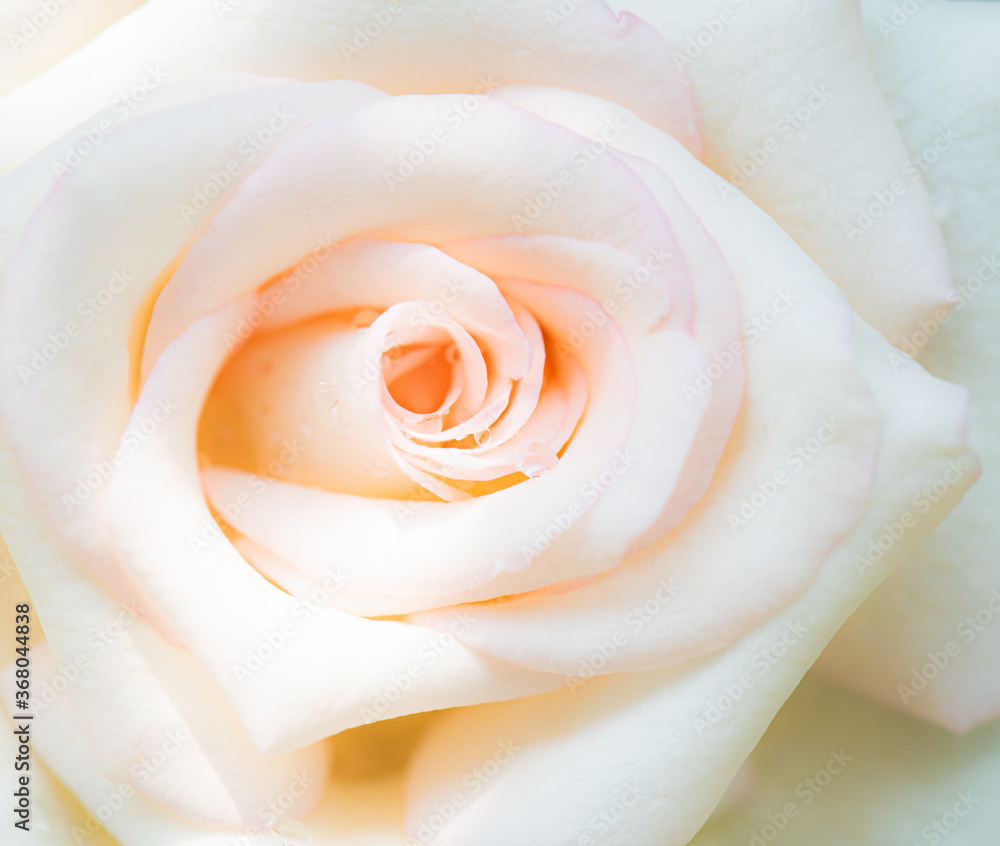 rose flower macro shot , nature background rose flower macro shot , nature background