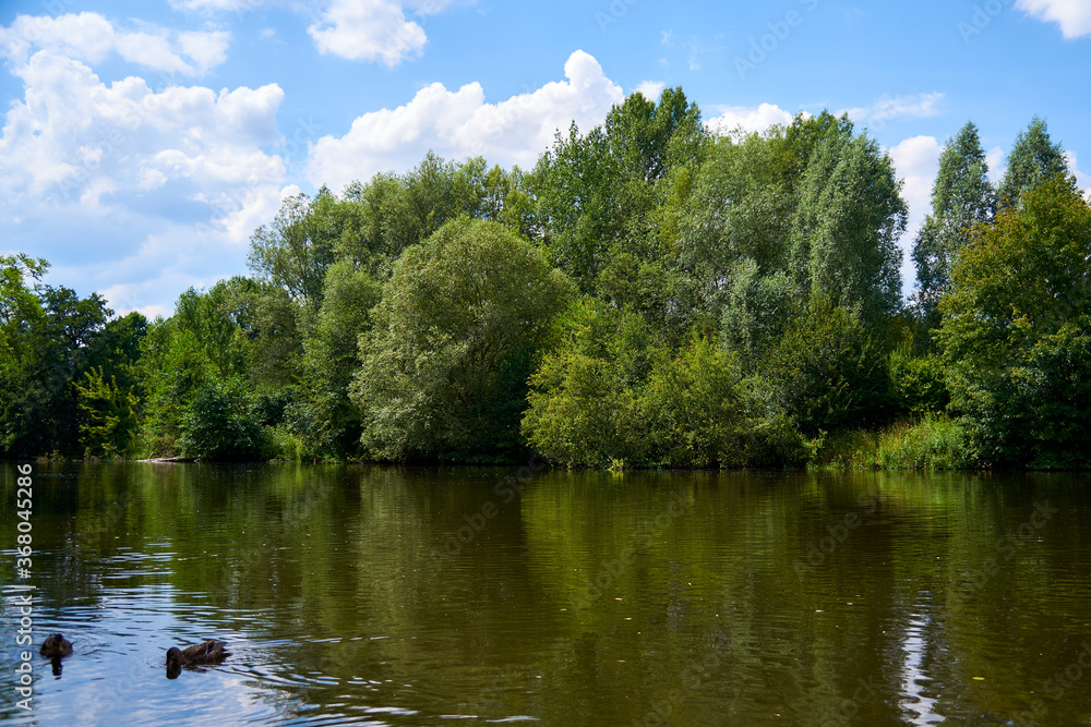 calm river with ducks and trees