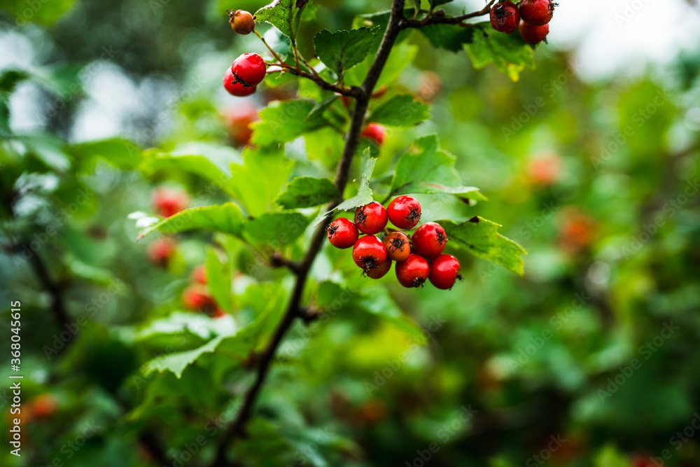 Ripe hawthorn in rainy day. Selective focus. Shallow depth of field. Ripe hawthorn in rainy day. Selective focus. Shallow depth of field.