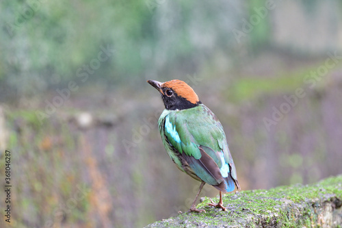 distance shot of green bird perching on mossy ground in nature of its habitation environment