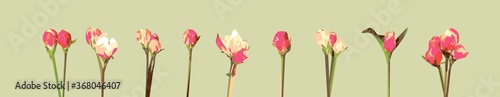 Vector rose flowers isolated.
Bright sunny spring or summer detailed and accurate design in low poly style. Floral design element.