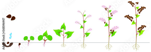 Cycle of growth of a buckwheat plant on a white background.