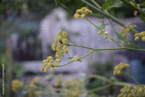 Selective focus shot of bupleurum morris plants with a blurred background photo