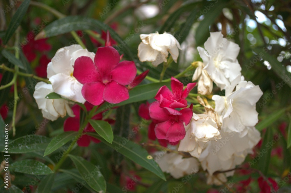 White and pink flowers of Nerium - oleander on the fence of a house in Greece White and pink flowers of Nerium - oleander on the fence of a house in Greece