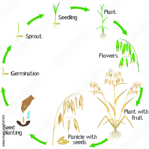 Cycle of a oat plant growth isolated on white background.