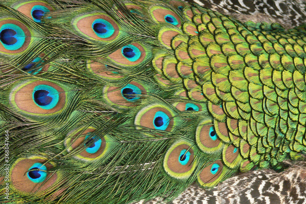 Fototapeta premium Peacock feathers look like fashion item