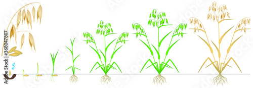 Cycle of growth of a oat plant on a white background.