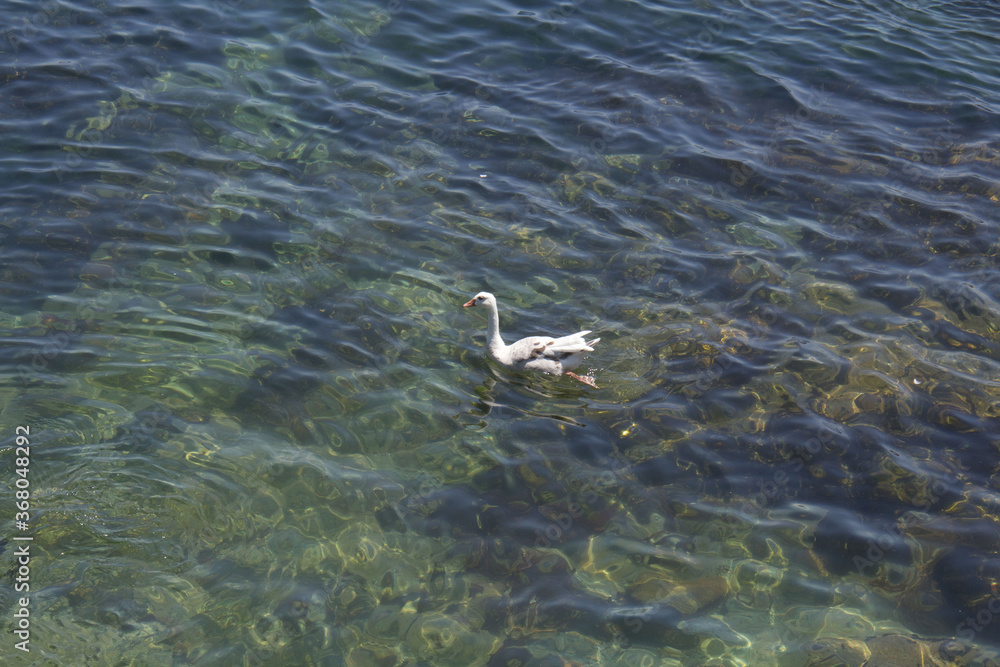 bird swimming on the ocean