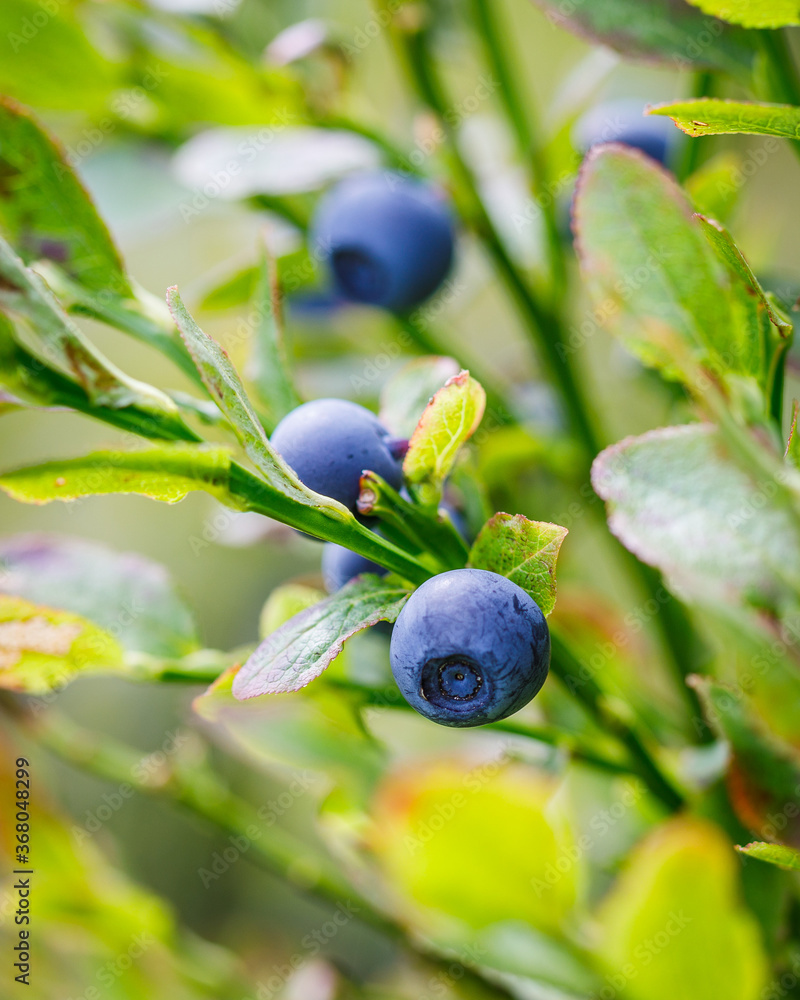 fresh blueberries in the forest macrophotography