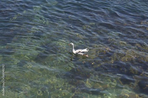 bird swimming on the ocean