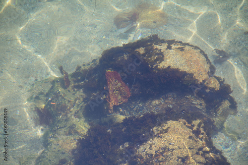 tide pool view through the ocean