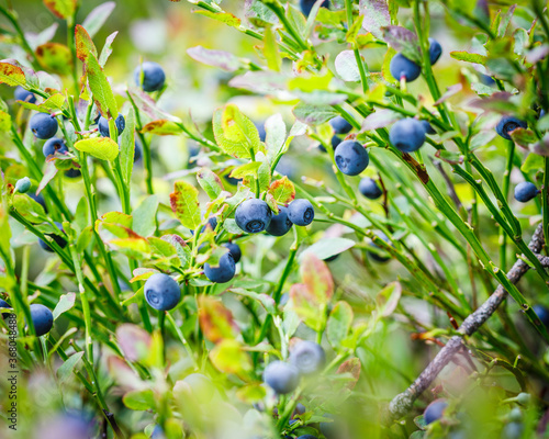 fresh blueberries in the forest macrophotography